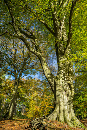 Bolam Lake & Shaftoe Crags - Northumberland Photography Workshop - 8th November 2026