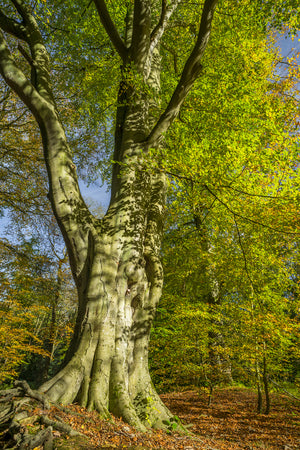 Bolam Lake & Shaftoe Crags - Northumberland Photography Workshop - 8th November 2026