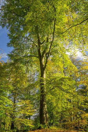 Bolam Lake & Shaftoe Crags - Northumberland Photography Workshop - 8th November 2026