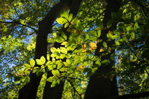 Bolam Lake & Shaftoe Crags - Northumberland Photography Workshop - 8th November 2026