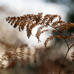 Hareshaw Linn & Bellingham - Northumberland Landscape Photography Workshop - 25th October 2026