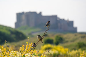 Bamburgh Castle & Coast - Absolute Beginners Photography Workshop - 28th June 2026