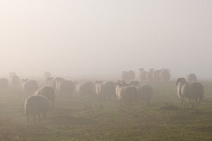 Hareshaw Linn & Bellingham - Northumberland Landscape Photography Workshop - 25th October 2026