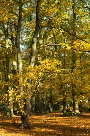 Bolam Lake & Shaftoe Crags - Northumberland Photography Workshop - 8th November 2026