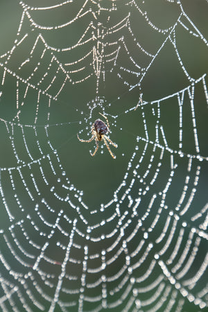Hareshaw Linn & Bellingham - Northumberland Landscape Photography Workshop - 25th October 2026